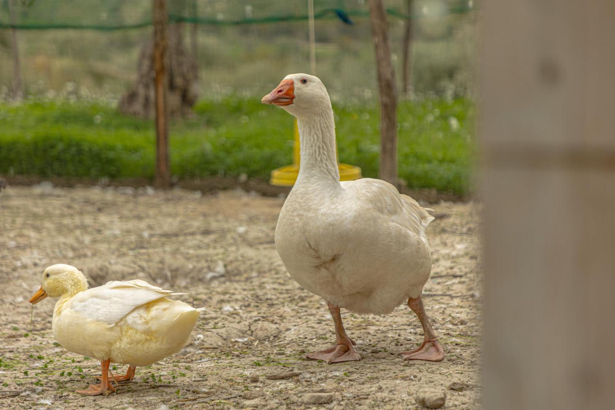 Masseria Usamborgia Ното Екстериор снимка