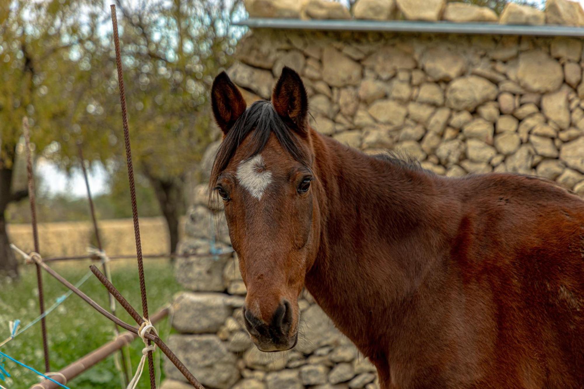 Masseria Usamborgia Guest House Ното Екстериор снимка