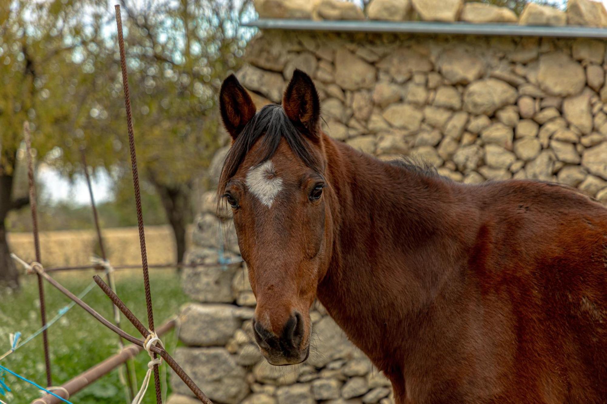 Masseria Usamborgia Ното Екстериор снимка